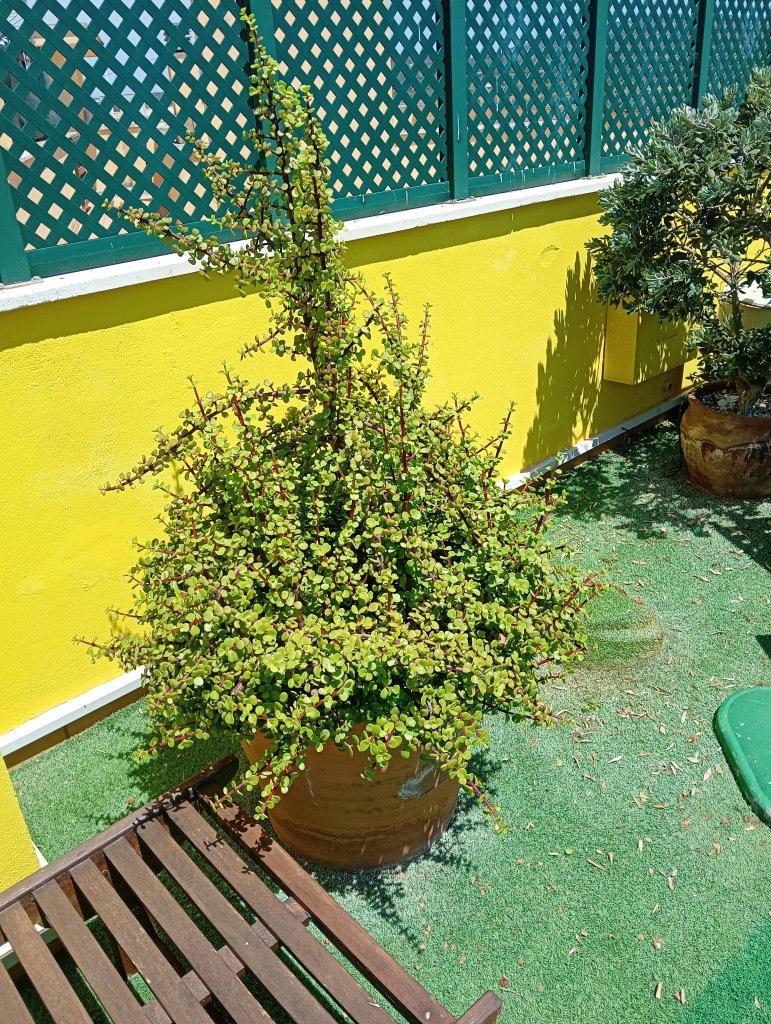 19&20.07.26 Wohnungsauflösung Santanyi