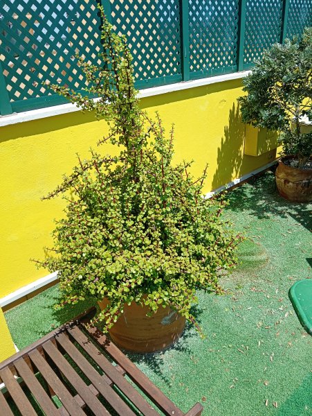 19&20.07.26 Wohnungsauflösung Santanyi