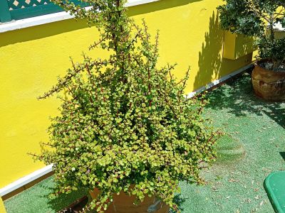 19&20.07.26 Wohnungsauflösung Santanyi