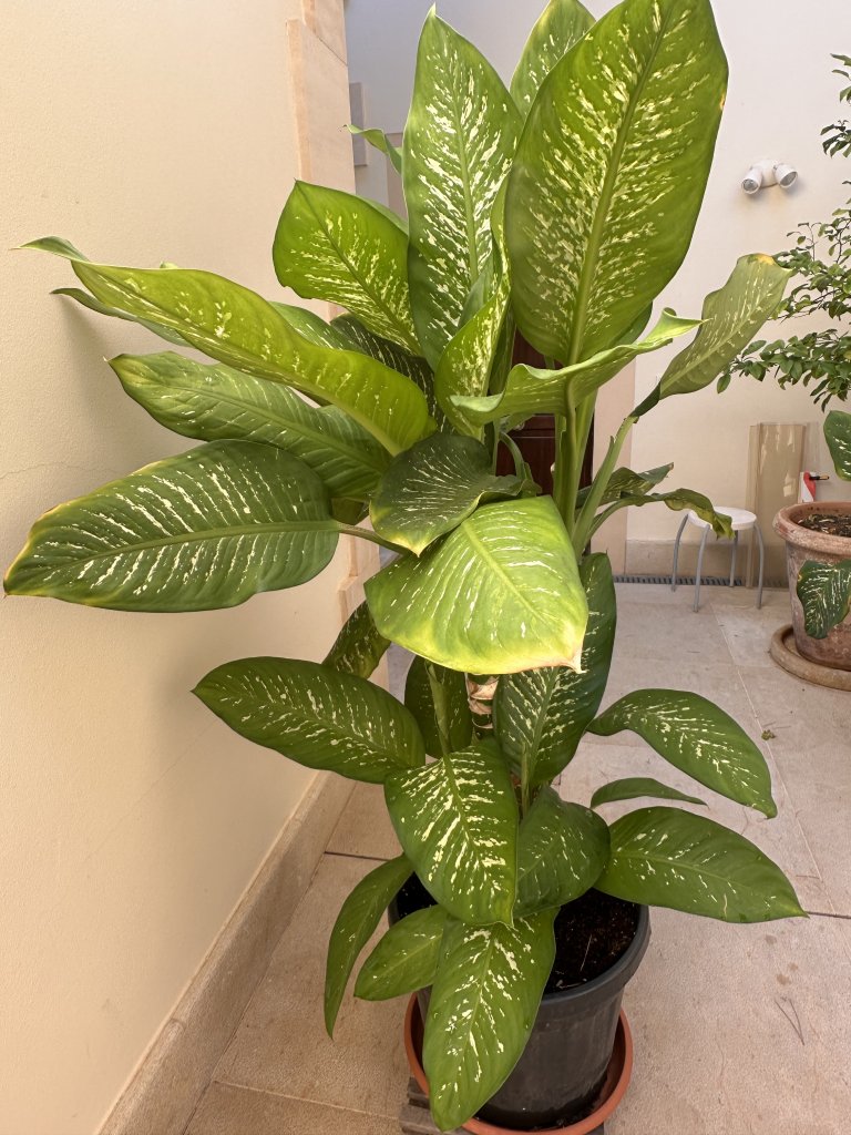2 Dieffenbachias grandes - 1,75 y 1,80m - cultivo propio