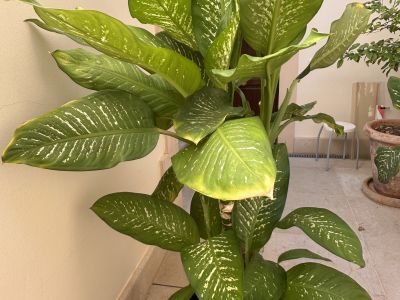 2 Dieffenbachias grandes - 1,75 y 1,80m - cultivo propio