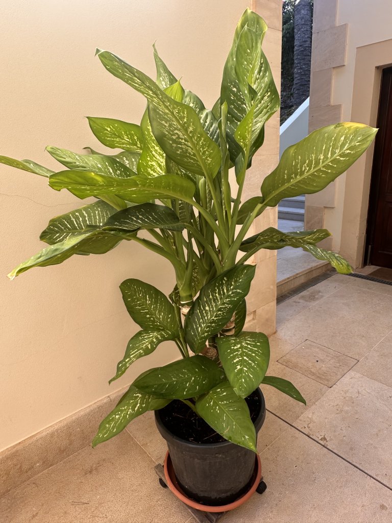 2 Dieffenbachias grandes - 1,75 y 1,80m - cultivo propio