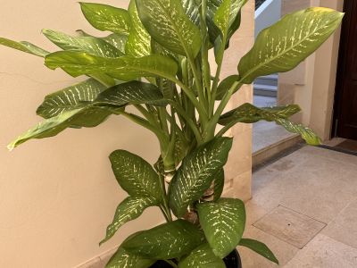 2 Dieffenbachias grandes - 1,75 y 1,80m - cultivo propio