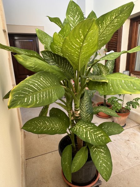 2 Dieffenbachias grandes - 1,75 y 1,80m - cultivo propio