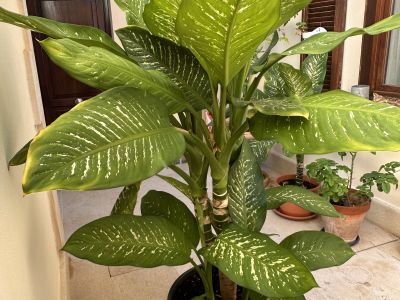 2 Dieffenbachias grandes - 1,75 y 1,80m - cultivo propio
