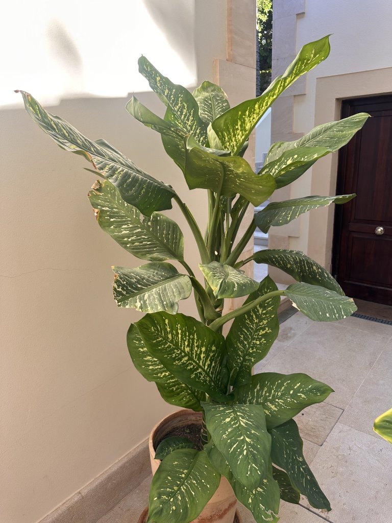 2 Dieffenbachias grandes - 1,75 y 1,80m - cultivo propio