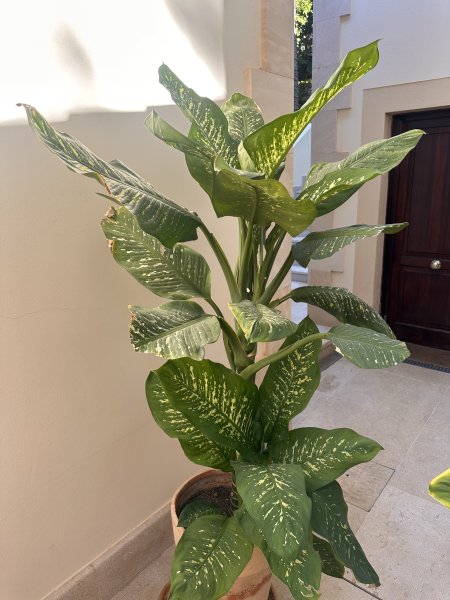 2 Dieffenbachias grandes - 1,75 y 1,80m - cultivo propio
