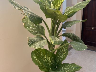 2 Dieffenbachias grandes - 1,75 y 1,80m - cultivo propio