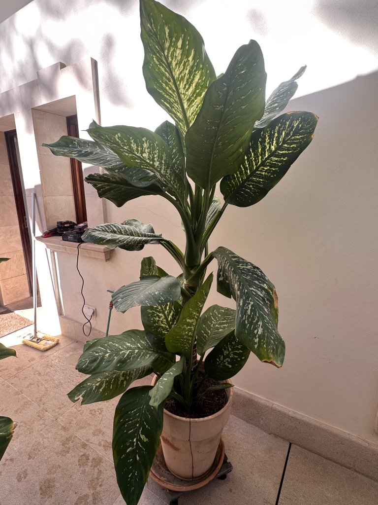 2 Dieffenbachias grandes - 1,75 y 1,80m - cultivo propio