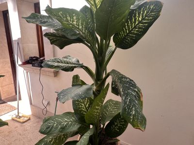 2 Dieffenbachias grandes - 1,75 y 1,80m - cultivo propio