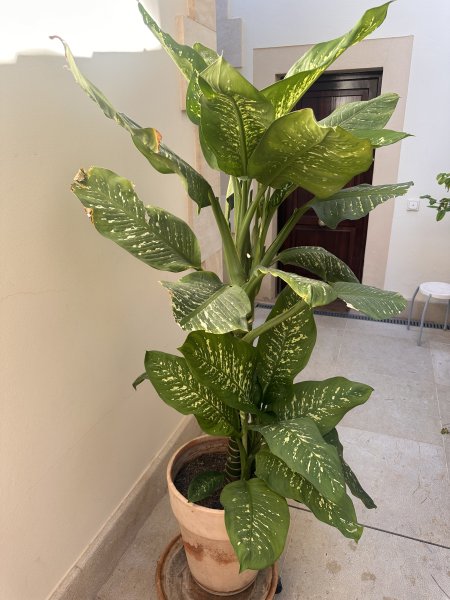 2 Dieffenbachias grandes - 1,75 y 1,80m - cultivo propio