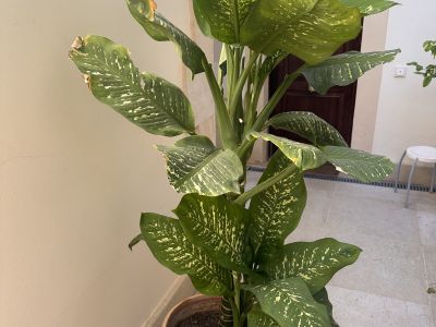 2 Dieffenbachias grandes - 1,75 y 1,80m - cultivo propio