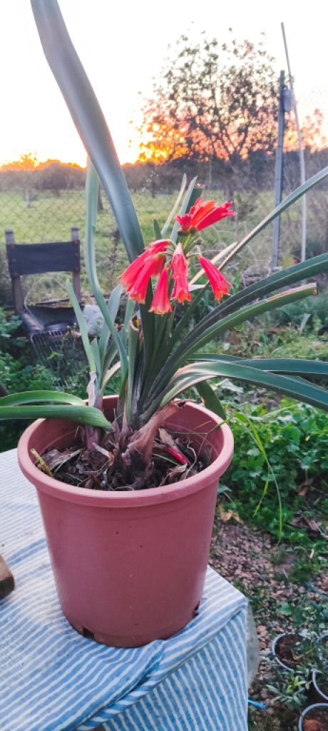 2 Household liquidations:Plants,