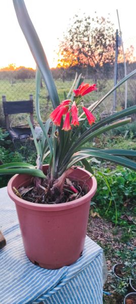 2 Household liquidations:Plants,