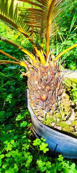 2 Household liquidations:Plants,