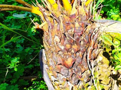 2 Household liquidations:Plants,