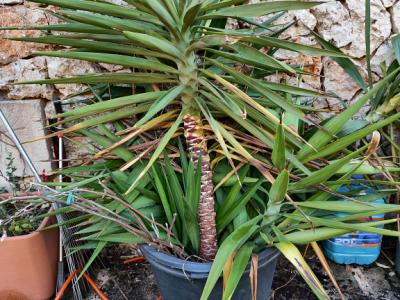 2 Household liquidations:Plants,