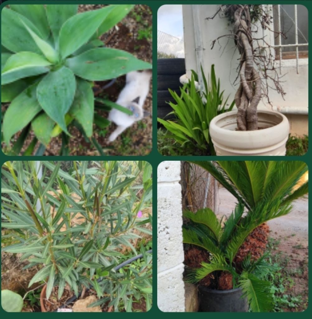 2 Household liquidations:Plants,