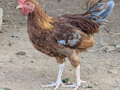 2 junge Hähne abzugeben