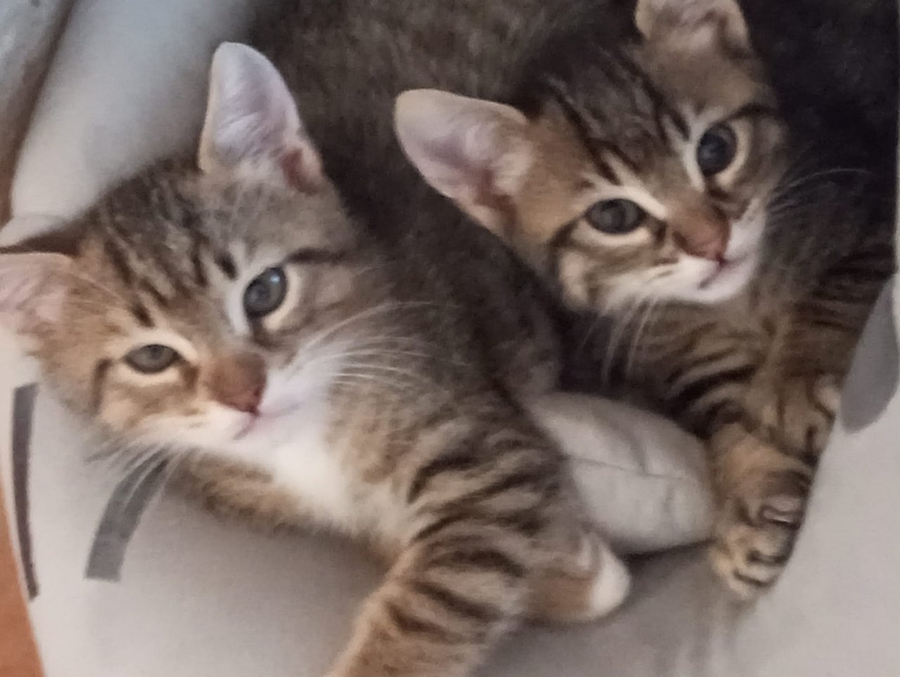 2 Katzenkinder abzugeben