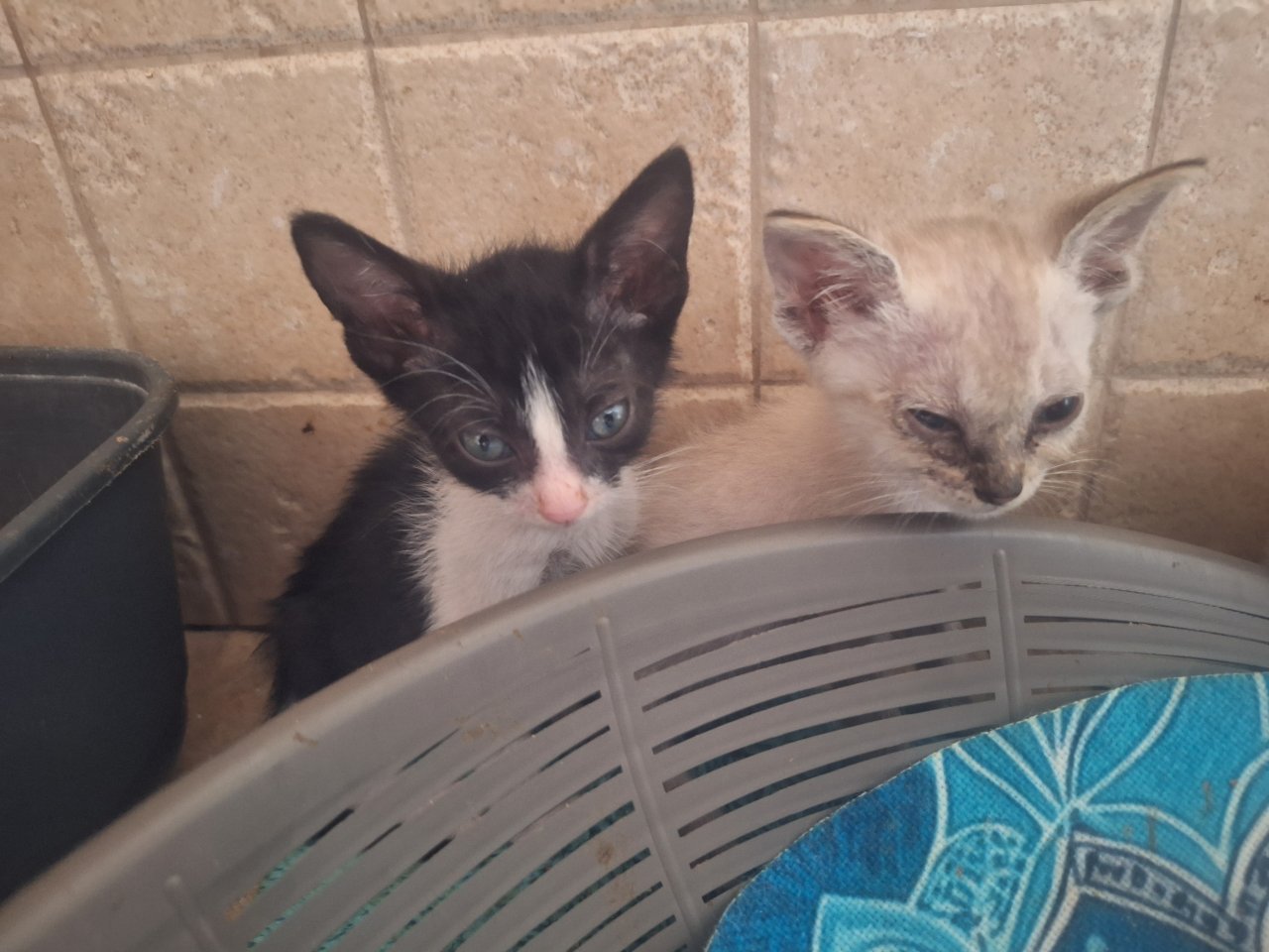 2 traumhafte Kater / Katerchen Katzen Kätzchen Kitten
