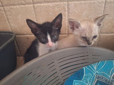 2 traumhafte Kater / Katerchen Katzen Kätzchen Kitten