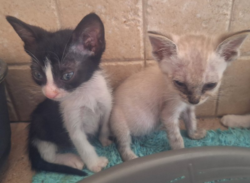 2 traumhafte Kater / Katerchen Katzen Kätzchen Kitten
