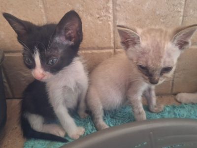 2 traumhafte Kater / Katerchen Katzen Kätzchen Kitten