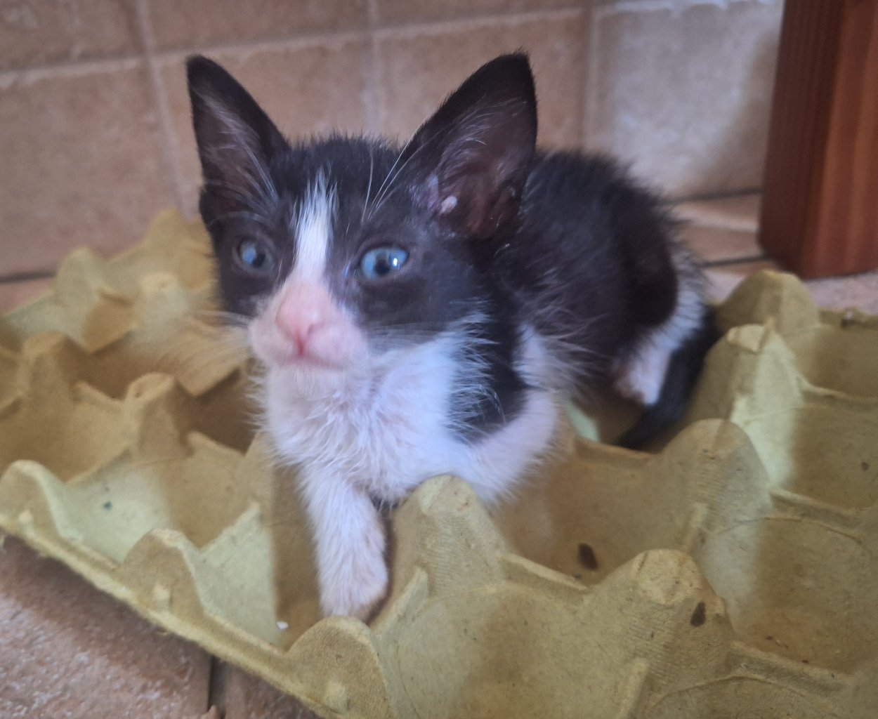 2 traumhafte Kater / Katerchen Katzen Kätzchen Kitten