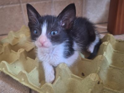 2 traumhafte Kater / Katerchen Katzen Kätzchen Kitten