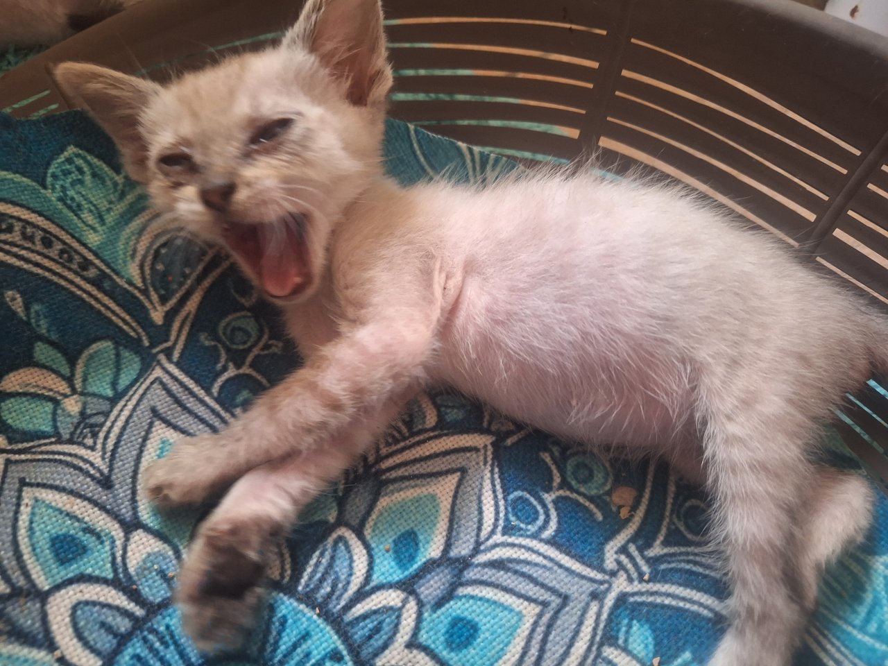 2 traumhafte Kater / Katerchen Katzen Kätzchen Kitten