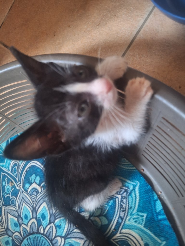 2 traumhafte Kater / Katerchen Katzen Kätzchen Kitten