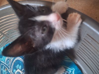 2 traumhafte Kater / Katerchen Katzen Kätzchen Kitten