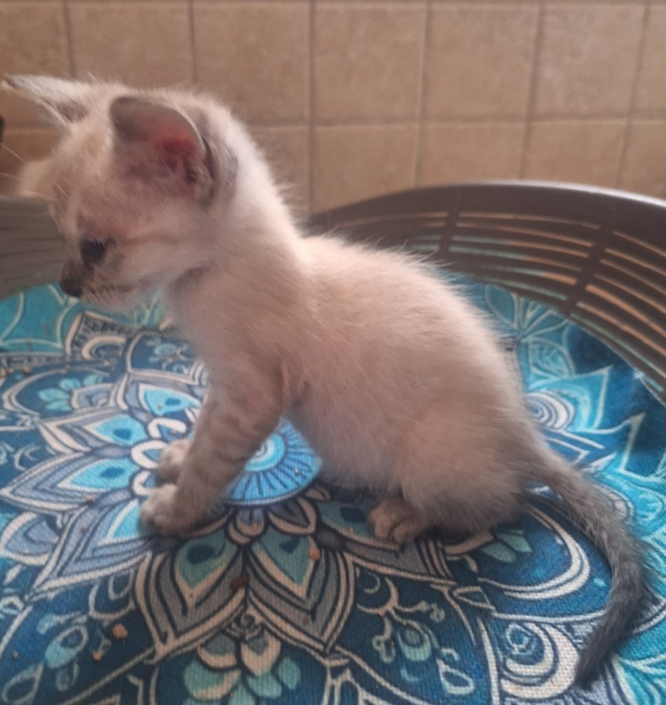 2 traumhafte Kater / Katerchen Katzen Kätzchen Kitten