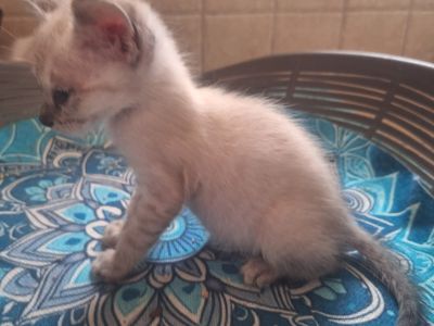 2 traumhafte Kater / Katerchen Katzen Kätzchen Kitten