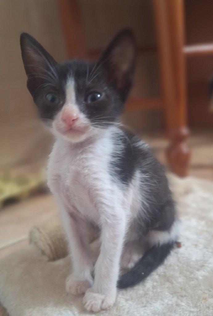2 traumhafte Kater / Katerchen Katzen Kätzchen Kitten
