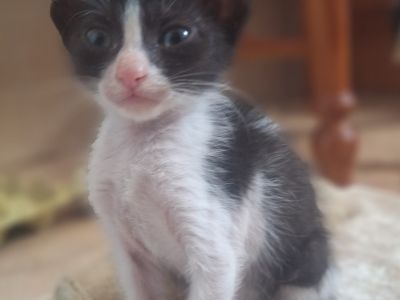 2 traumhafte Kater / Katerchen Katzen Kätzchen Kitten