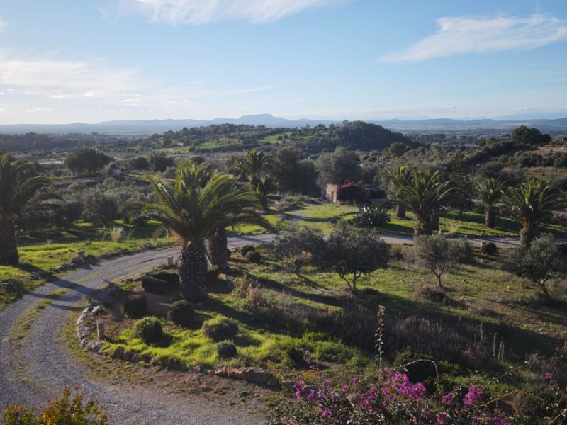 20 boxwood hedges and bushes to give away