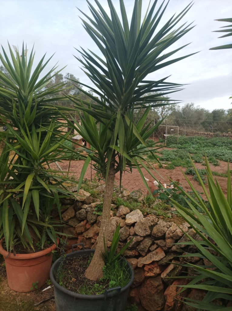 25 Yukka Palmen zu verkaufen