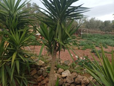 25 Yukka Palmen zu verkaufen