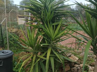 25 Yukka Palmen zu verkaufen