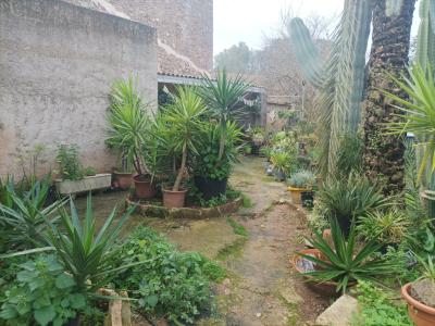 25 Yukka Palmen zu verkaufen