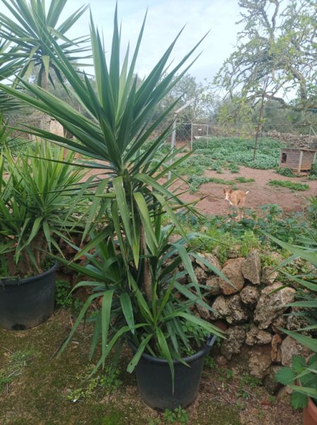 25 Yukka Palmen zu verkaufen