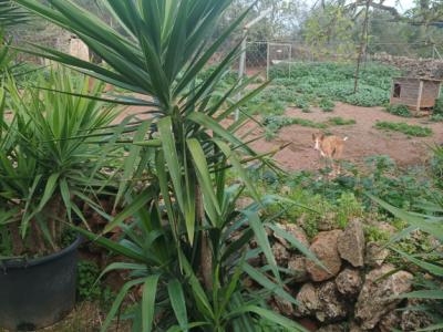 25 Yukka Palmen zu verkaufen