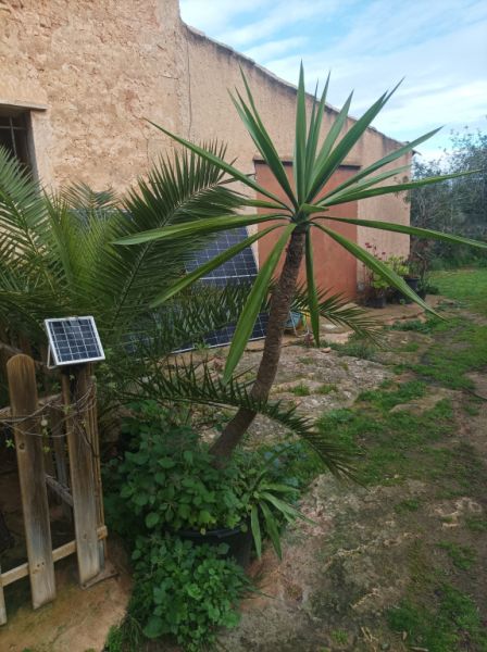 25 Yukka Palmen zu verkaufen