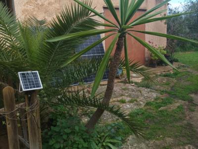 25 Yukka Palmen zu verkaufen