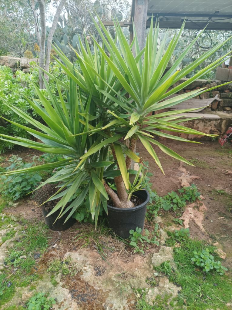 25 Yukka Palmen zu verkaufen