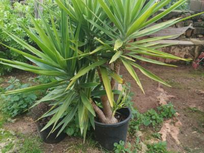 25 Yukka Palmen zu verkaufen