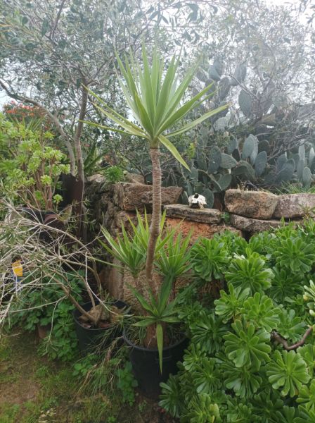 25 Yukka Palmen zu verkaufen