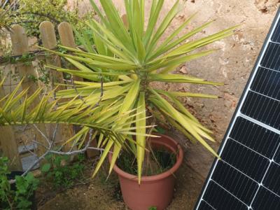 25 Yukka Palmen zu verkaufen